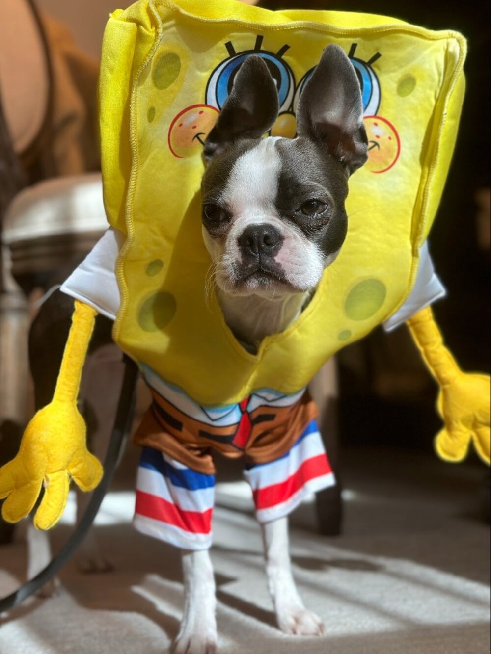 Spirit SpongeBob SquarePants Dog Costume Small 11–17 lb Nickelodeon